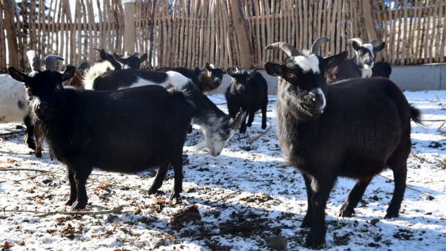 Kozy v novém. Olomoucká zoo modernizovala oblíbený volný výběh