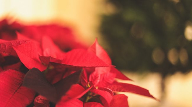 Seznamte se: hvězda Vánoc a kouzelné jmelí