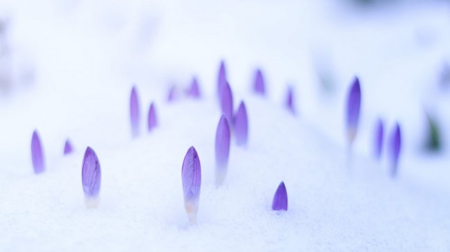 Na Hromnice o hodinu více: jaro už je o kousek blíž!