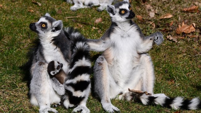 Olomoucká zoo se pyšní dalším lemurem