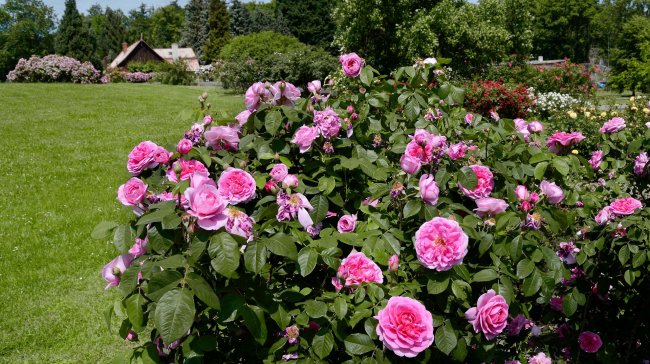 Festival Vyznání růžím přinese bohatý program i oslavy výročí olomouckého rozária