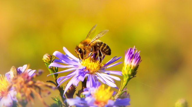 Festival Země na talíři se zaměří na včely