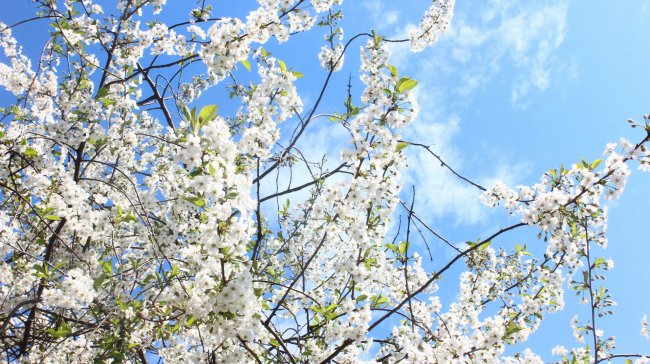 Kdo byly barborky a co věští větvičky ve váze? Odhalme tajemství svátku svaté Barbory...