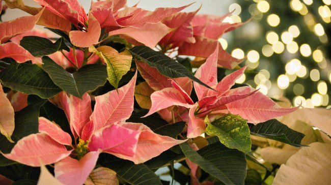 Hvězda a kouzelné jmelí. Seznamte se s neodmyslitelnou součástí Vánoc