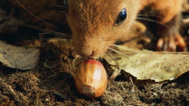 Dokument Srdce dubu vtáhne diváky do magického lesního světa