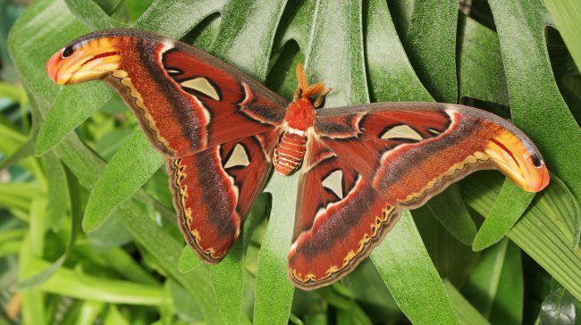 Do pražské Botanické zahrady opět putuje přes 5000 motýlích kukel