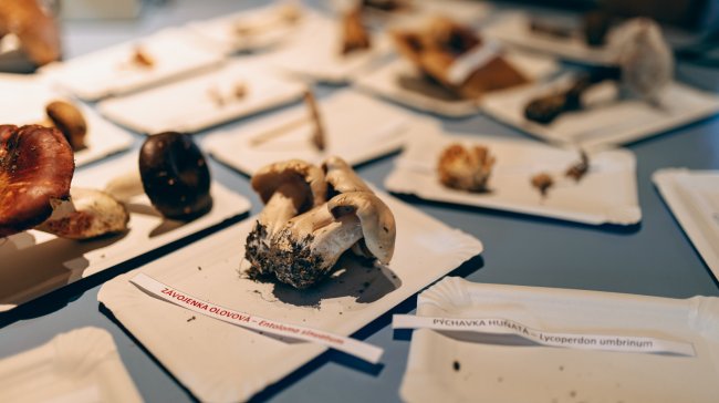 Pevnost poznání se promění v houbařský ráj