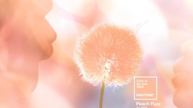 Barvou roku 2024 je Peach Fuzz