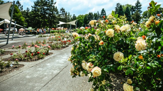 Rozkvetlé rozárium láká na festival Vyznání růžím