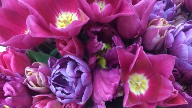 Flora Olomouc: Dnes máte poslední možnost vidět jarní etapu oblíbené výstavy