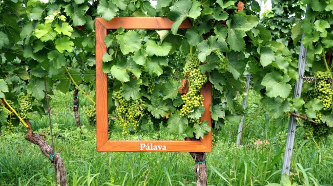 Za vínem a moderní architekturou na Pálavu