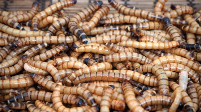 Šneci, cvrčci, švábi… To byl Extrem Food Festival!