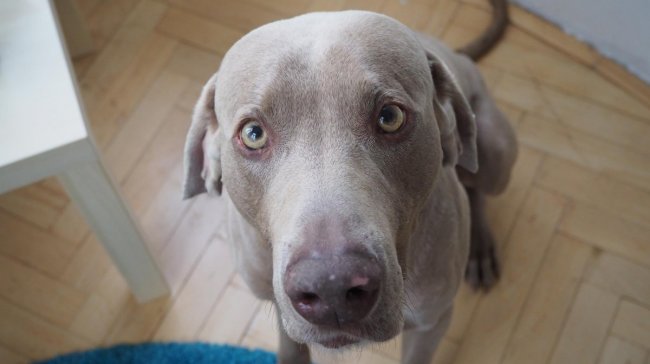 10 věcí, které se psem už nikdy nebudou jako dřív...