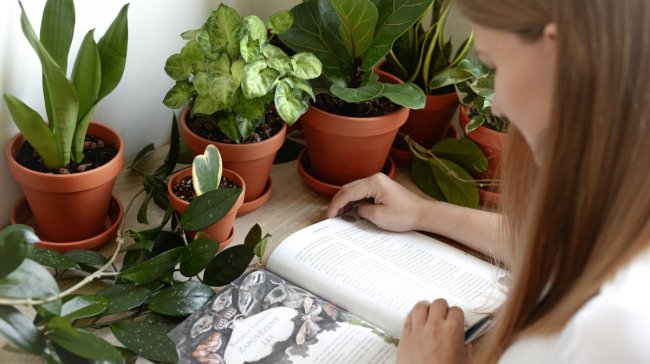 Pokojovky na našich parapetech, "instagramech" a v Olomouci